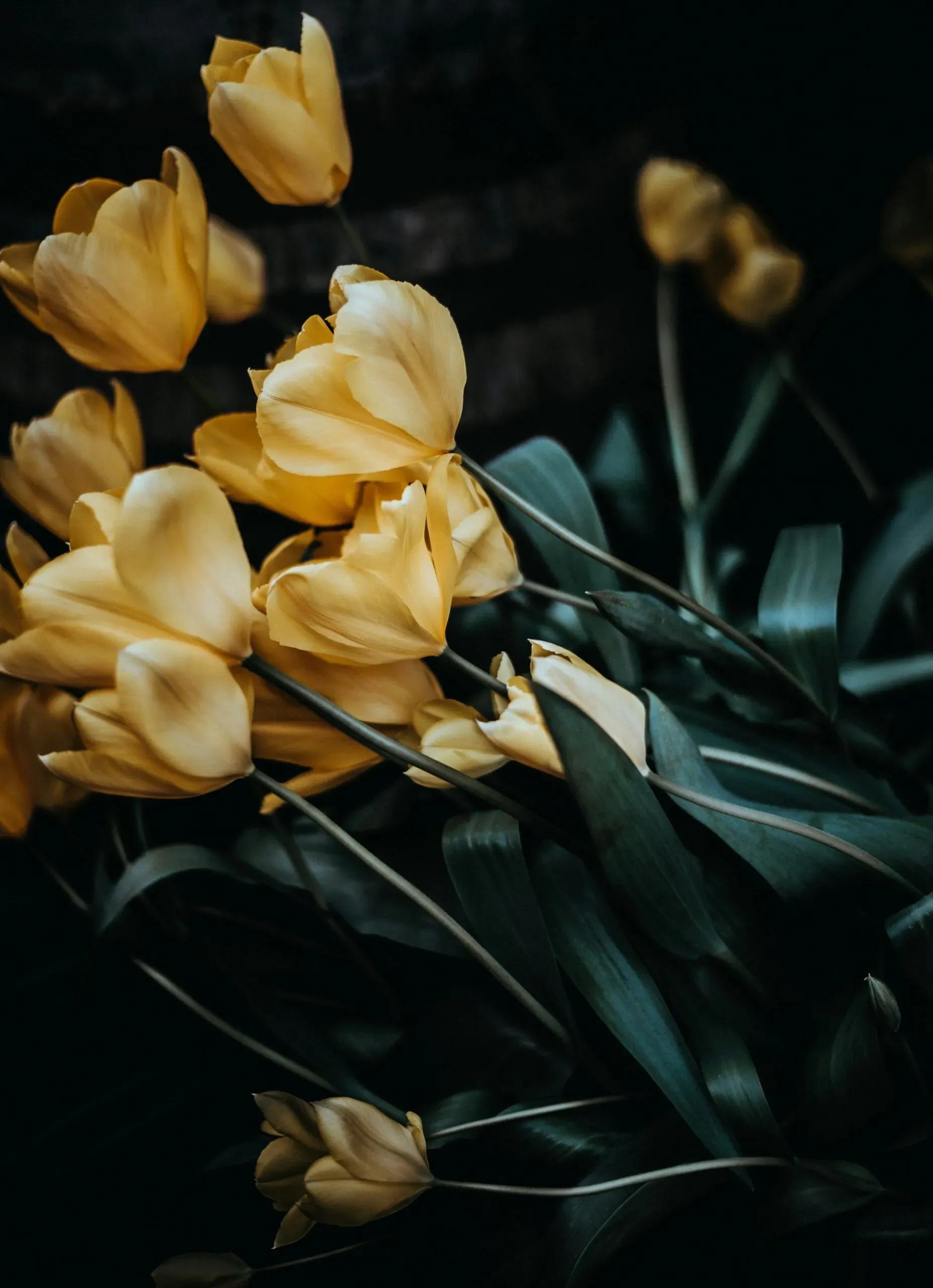 Bouquet de tulipes jaunes aux tiges vertes sur un fond sombre.